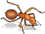 Image of an ant Image of an ant