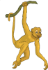 Image of a monkey Image of a monkey