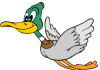 A Duck! A Duck!