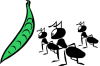 Ants Ants